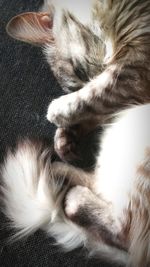 Close-up of cat sleeping