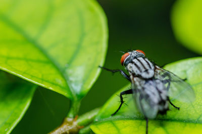 Close-up of fly on leaf