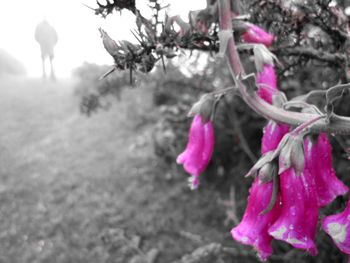 Close-up of pink flowers