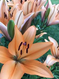 Close-up of red lilies