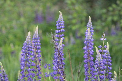 Close-up of lavender blooming outdoors