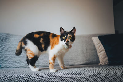 Cat looking away on sofa at home