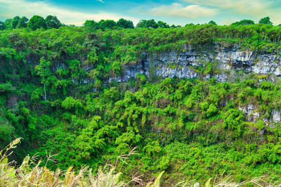 High angle view of trees and plants in forest