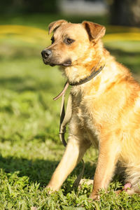 Dog looking away on field