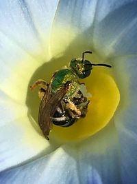 Close-up of fly on flower