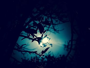 Low angle view of silhouette tree against sky at night