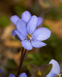 Close-up of purple crocus flowers