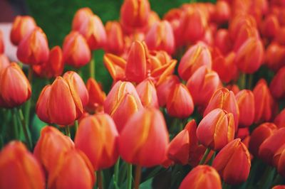 Close-up of flowers blooming outdoors