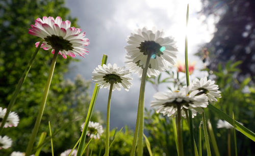Close-up of flowers against sky
