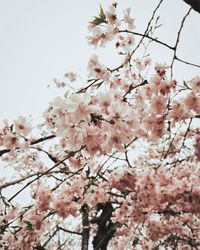 Low angle view of pink flowers blooming in park