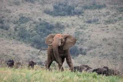 Elephant in a forest