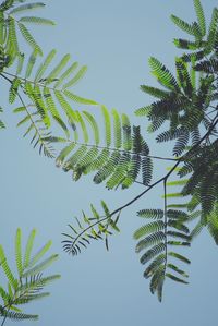 Low angle view of fern leaves against sky