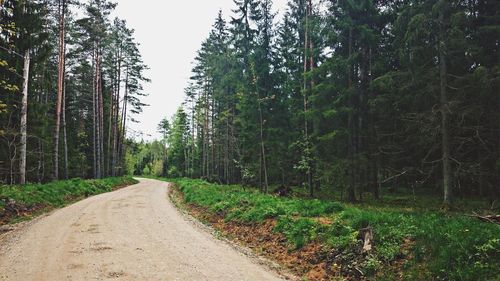 Road amidst trees in forest