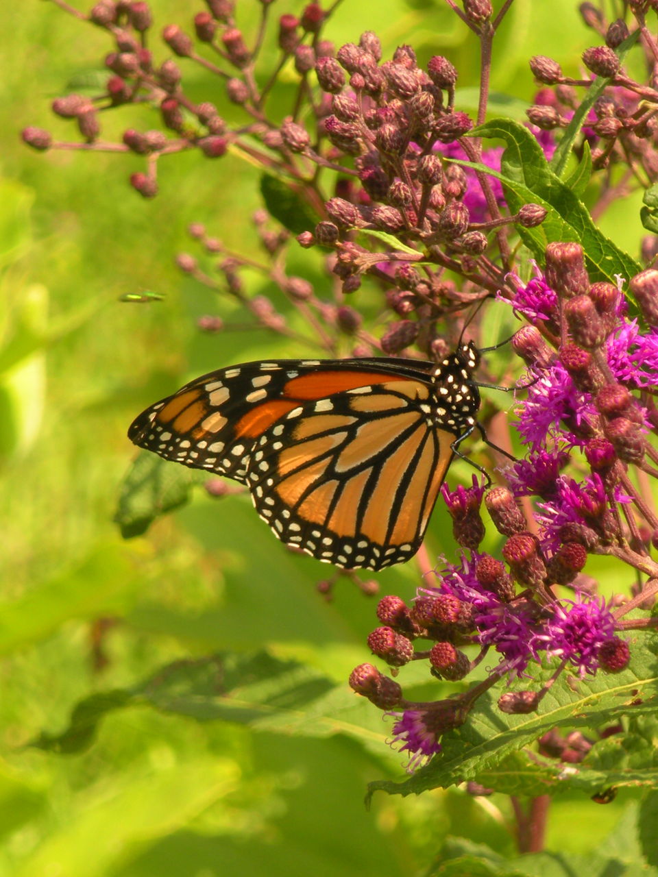 CLOSE-UP OF BUTTERFLY POLLINATING FLOWER