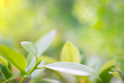 Close-up of plant growing on field