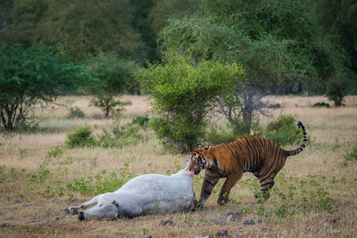 Side view of tiger with dead animal 