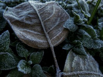 Close-up of snow on plant during winter