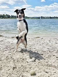 Dog standing on shore