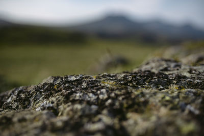 Close-up of moss on rock