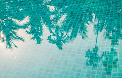 Shadow of coconut trees on the pool background