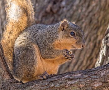 Close-up of squirrel on tree trunk