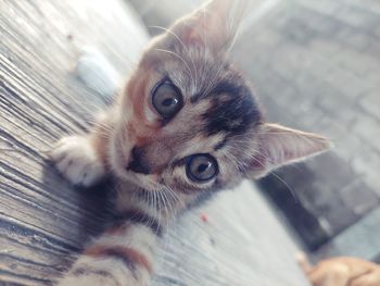 Close-up portrait of kitten