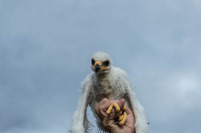 Low angle view of owl holding bird against sky