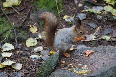 Close-up of squirrel on rock eating a nut