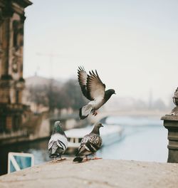 Pigeons on wall of historic building