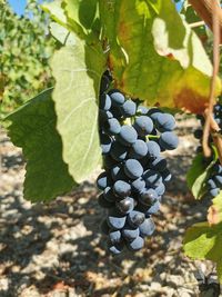 Close-up of grapes growing in vineyard