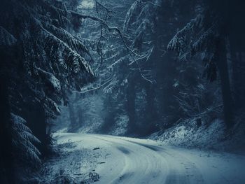 Snow covered trees in forest