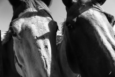 Close-up portrait of horses