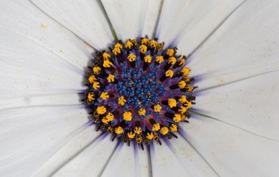 Close-up of daisy