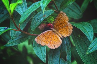 Close-up of butterfly on leaves