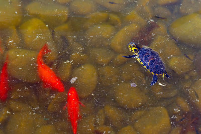 Fish swimming in sea