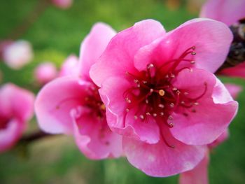 Close-up of pink flowers blooming outdoors