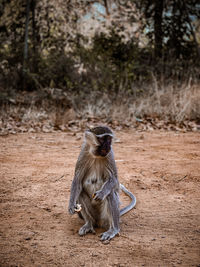 Portrait of monkey sitting on land