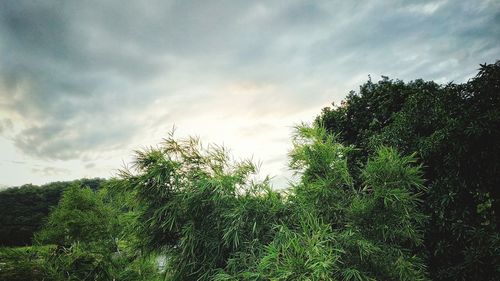 Low angle view of trees against sky