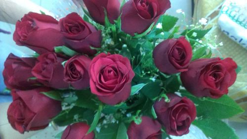 Close-up of pink rose