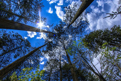 Low angle view of trees against sky