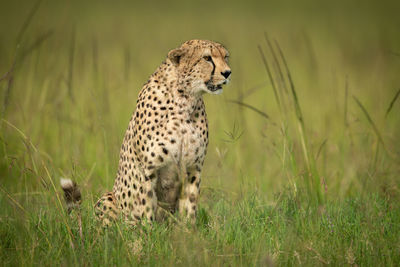 Cheetah sits in long grass facing right