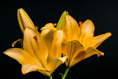 yellow