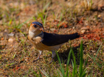 Close-up of a bird perching on a field