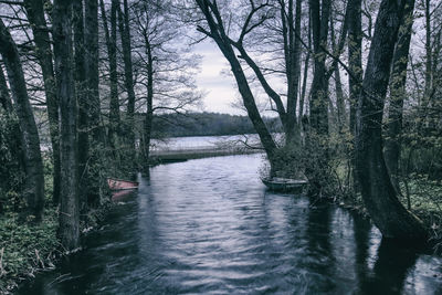 River amidst trees in forest