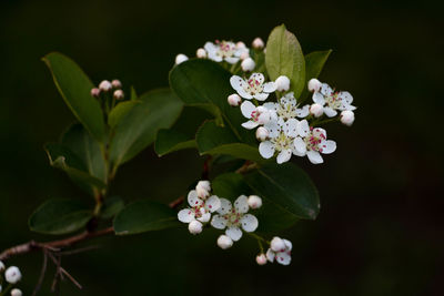 Close-up of white flowering plant