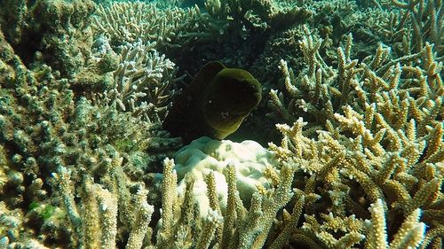 Close-up of fresh cactus