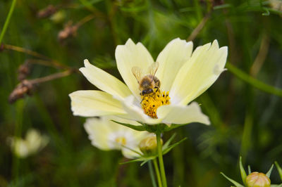 Close-up of bee on white flower