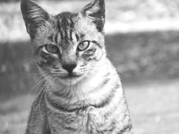Close-up portrait of tabby cat against blurred background