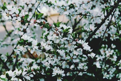 White flowers blooming outdoors