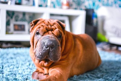 Close-up of shar pei at home